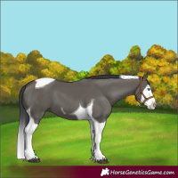 Horse Color:Grullo Splash Tobiano 
