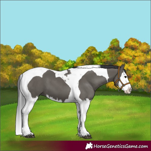 Horse Color:Grullo Splash Tobiano