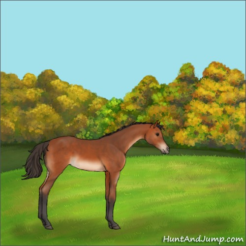 Horse Color:Bay 