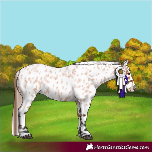 Horse Color:Bay Roan Splash Appaloosa 
