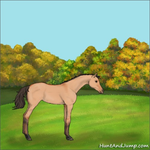 Horse Color:Bay Dun 