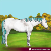 Horse Color:Gray Painted Silver Brown Sabino Tobiano Rabicano 