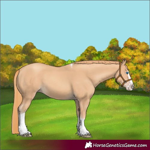 Horse Color:Gold Champagne Splash Tobiano 