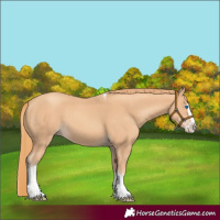 Horse Color:Gold Champagne Splash Tobiano