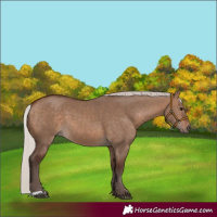 Horse Color:Silver Brown Dun 