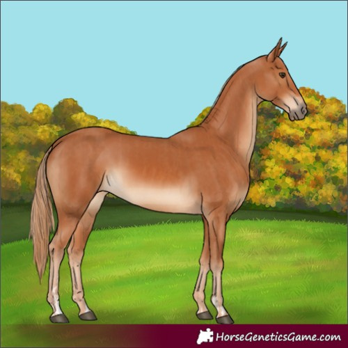 Horse Color:Chestnut  and Chestnut 