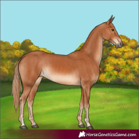 Horse Color:Chestnut  and Chestnut 
