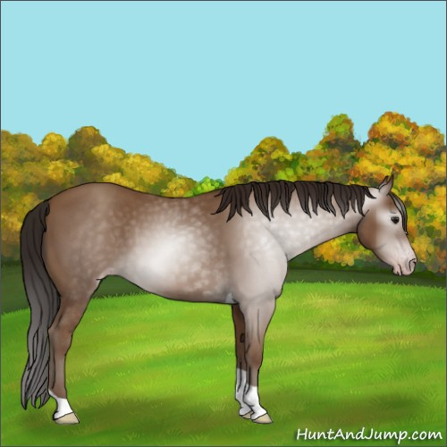 Horse Color:Gray Classic Champagne Tobiano Rabicano 