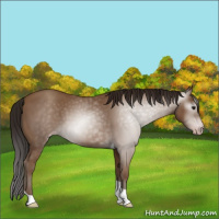 Horse Color:Gray Classic Champagne Tobiano Rabicano