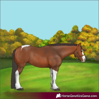 Horse Color:Bay Tobiano Rabicano 