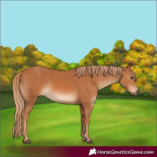 Horse Color:Chestnut  and Chestnut 