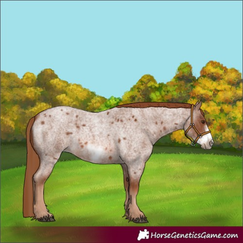 Horse Color:Red Roan Frame 