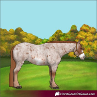 Horse Color:Red Roan Frame 