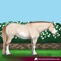 Horse Color:Red Dun Roan Sabino Splash Frame