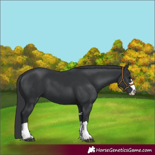 Horse Color:Black 