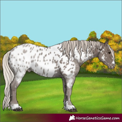 Horse Color:Silver Black Appaloosa 