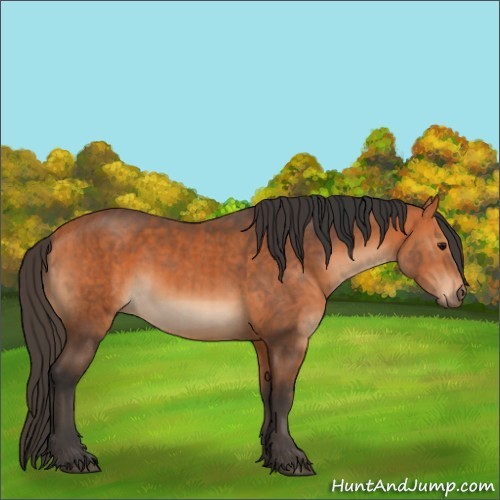 Horse Color:Bay  and Bay 