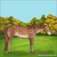 Horse Color:Chestnut  and Gray Chestnut 