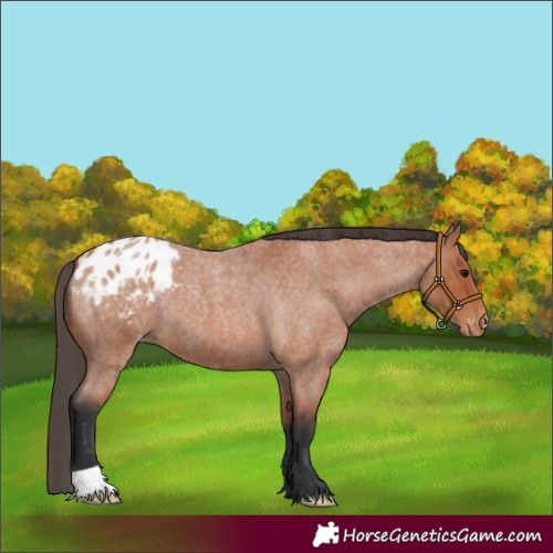 Horse Color:Bay Roan Appaloosa 