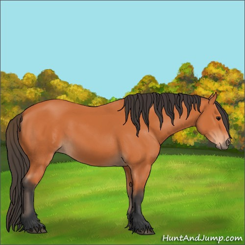 Horse Color:Bay 