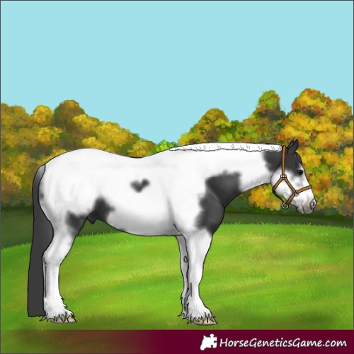 Horse Color:Black Tobiano Frame 