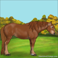 Horse Color:Gray Chestnut 
