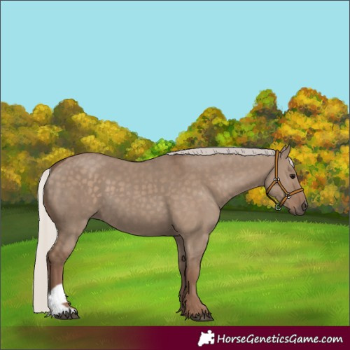 Horse Color:Silver Grullo 
