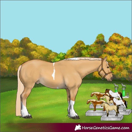 Horse Color:Palomino Dun Tobiano 