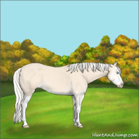 Horse Color:Cremello Splash  and Cremello Splash 