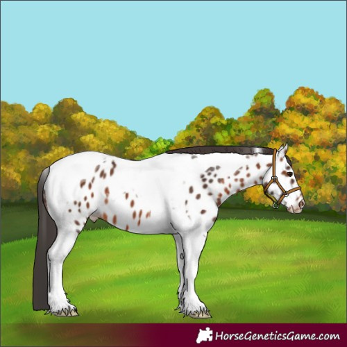Horse Color:Brown Tobiano Appaloosa 