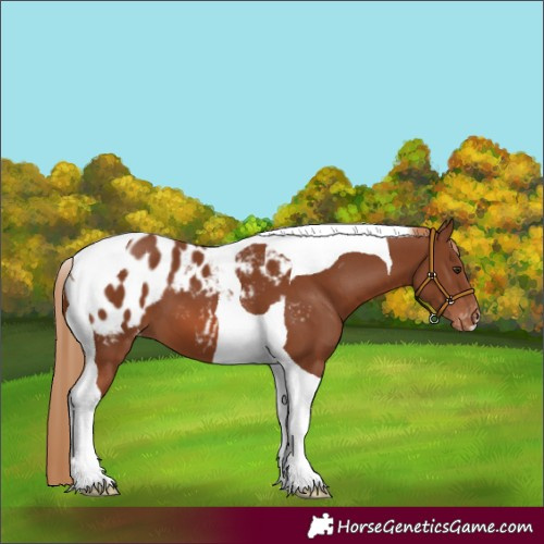 Horse Color:Chestnut Tobiano Appaloosa 