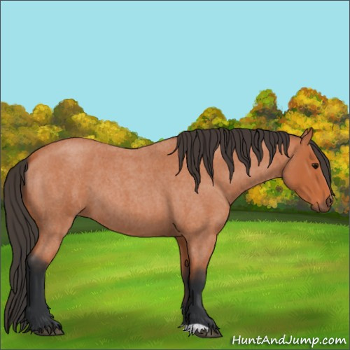 Horse Color:Bay Roan