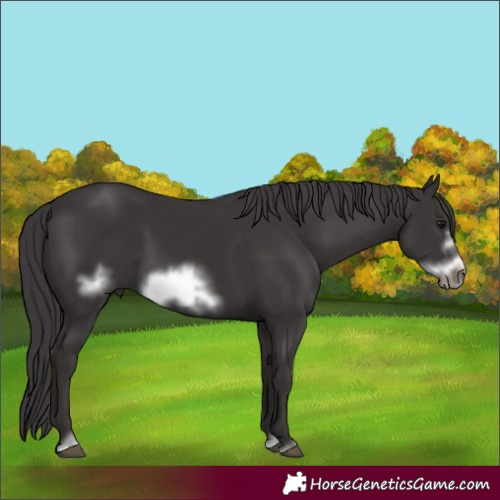 Horse Color:Smoky Black Frame 