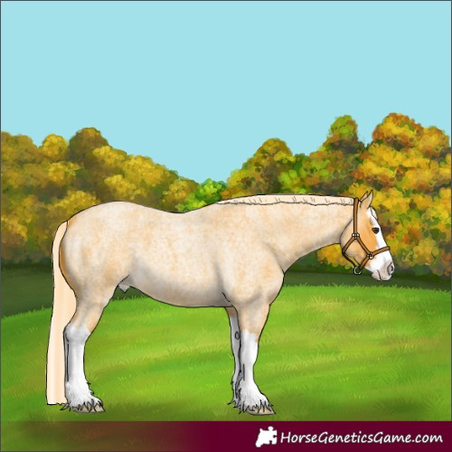 Horse Color:Palomino Roan Splash 