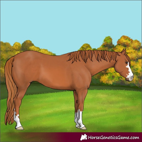 Horse Color:Chestnut 