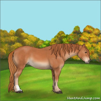 Horse Color:Chestnut and Chestnut
