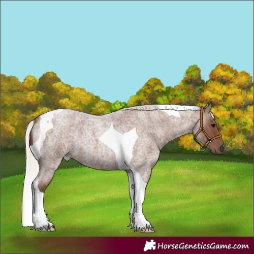 Horse Color:Silver Blue Roan Tobiano 