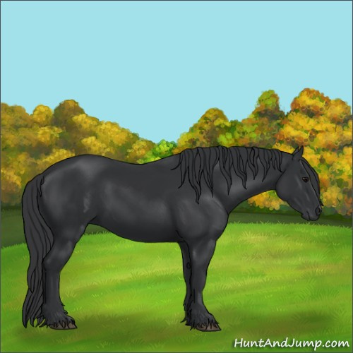 Horse Color:Black 