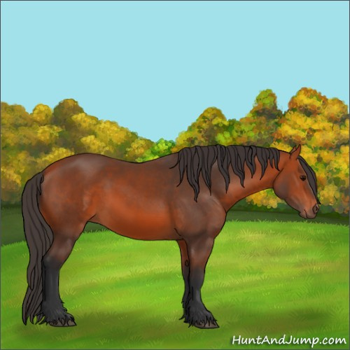 Horse Color:Bay 