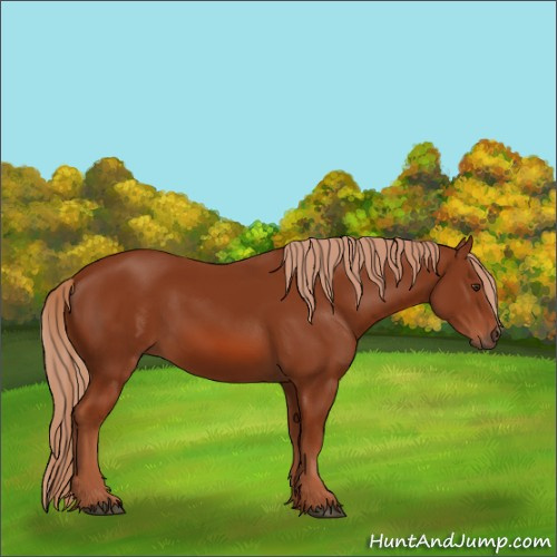 Horse Color:Chestnut 