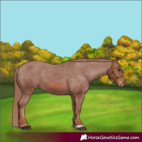 Horse Color:Chestnut Appaloosa