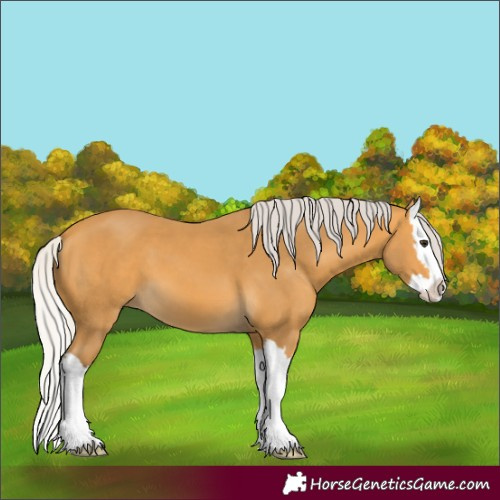 Horse Color:Silver Buckskin Splash 