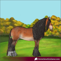 Horse Color:Bay and Bay