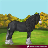 Horse Color:Black Splash 