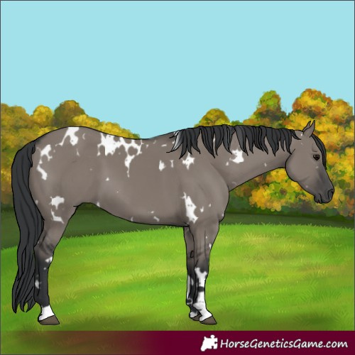 Horse Color:White Spotted Grullo 