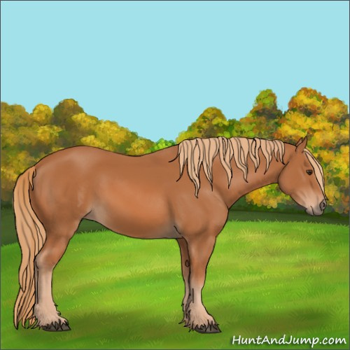 Horse Color:Chestnut 