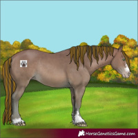 Horse Color:Painted Amber Champagne Rabicano 
