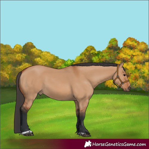 Horse Color:Bay Dun Sabino 