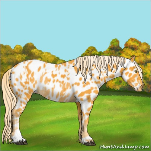 Horse Color:Palomino Appaloosa  and Palomino Appaloosa Rabicano 
