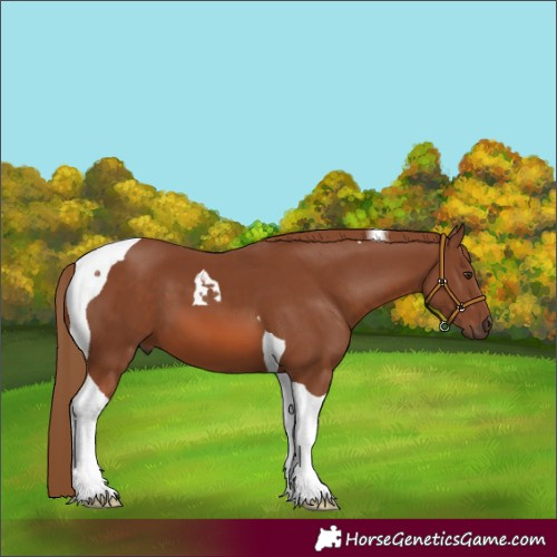 Horse Color:Chestnut Tobiano 